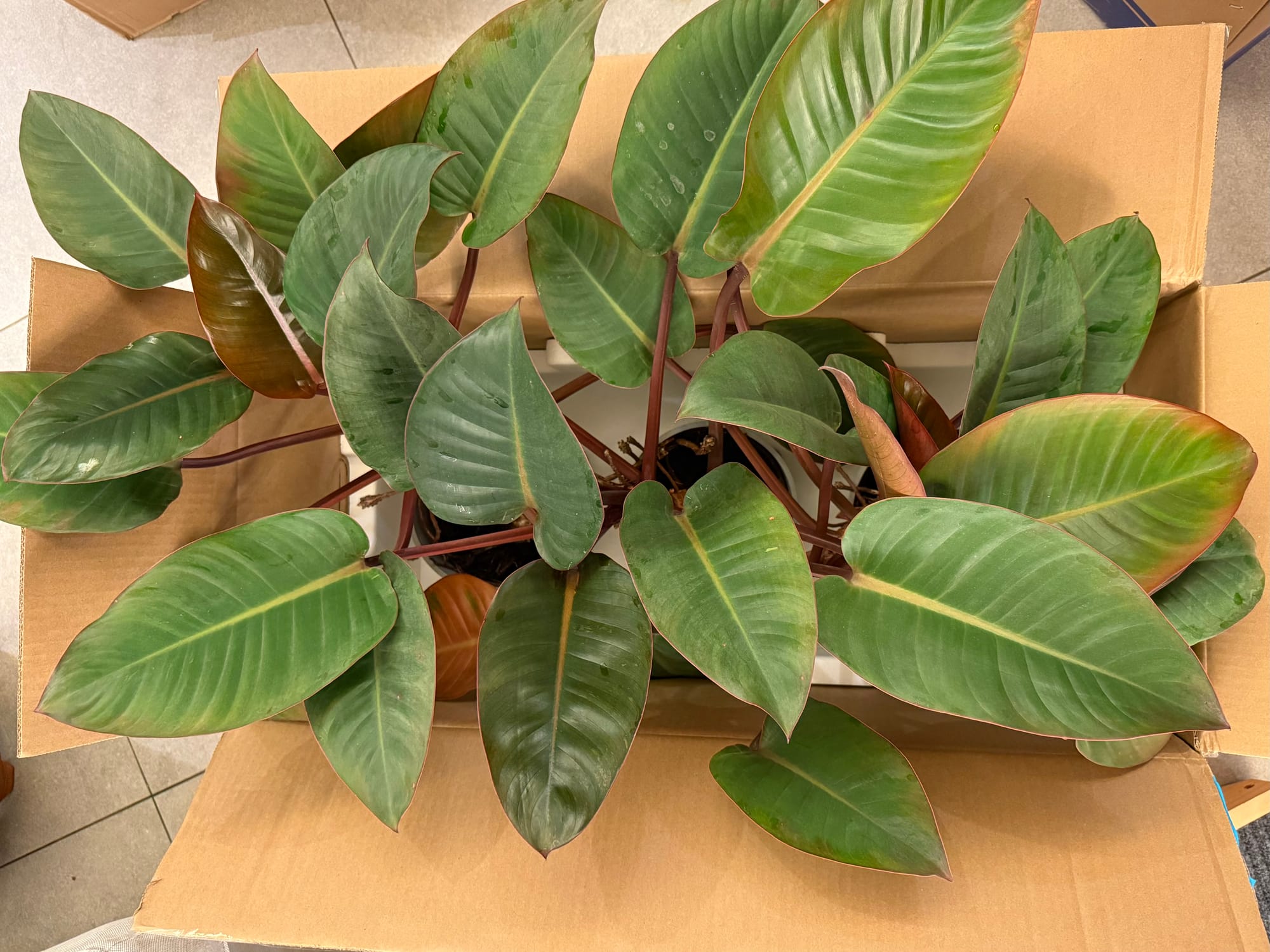 Somewhere That’s Green*