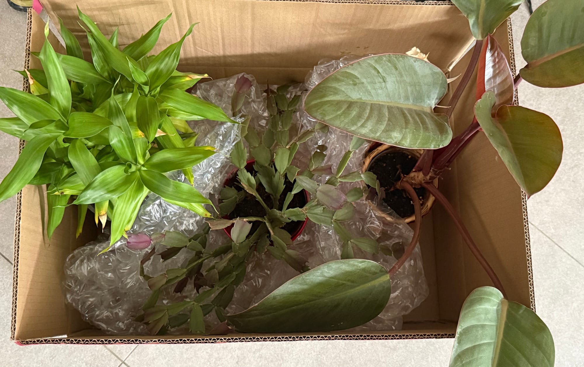 Somewhere That’s Green*